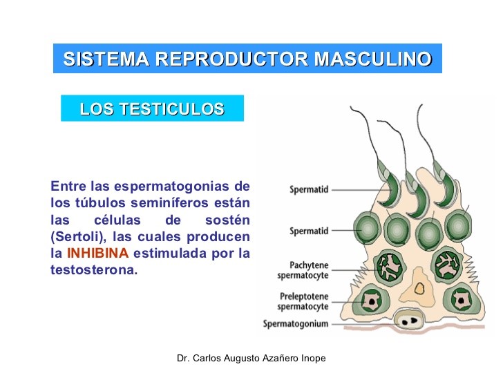 Los Testículos sistema reproductor masculino