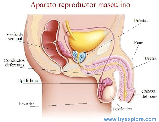 En este momento estás viendo Aparato reproductor masculino / Male reproductive / Reprodutivo masculino